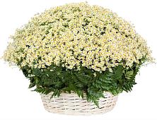Цветочная композиция из Ромашки в корзине #REPLACE_PRED# Алатыри